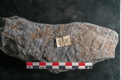 Foto (Detailansicht) von Asterophyllites sp.  (NHMW-GEO-2024-0188-10993)